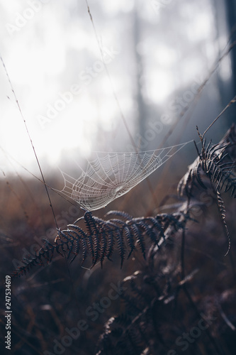 Spider web