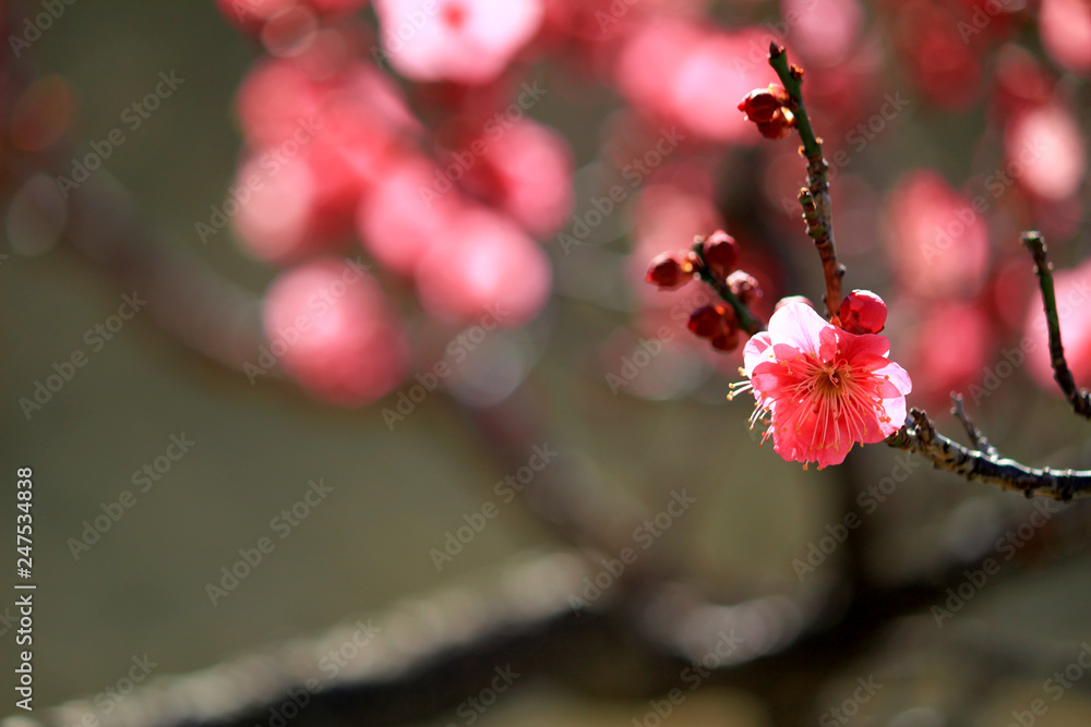 Japanese plum blossoms in early spring Japanese plum blossoms in early spring