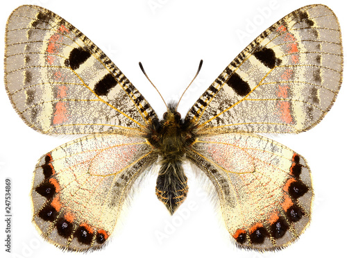 False Apollo, nice rare butterfly  (Archon apollinus, female) isolated on white background photo