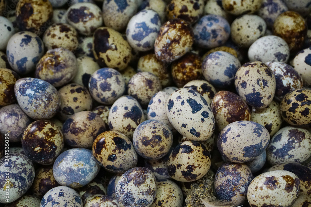 Quail eggs in basket at fresh market for raw cooking,high protein,breakfast Quail eggs in basket at fresh market for raw cooking,high protein,breakfast