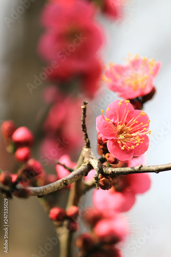 Japanese plum blossoms in early spring