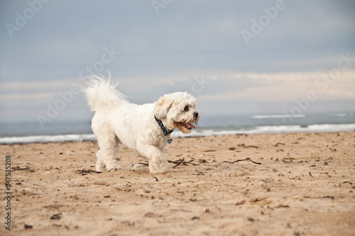 Shih-tzu Poodle playing on the beach. UK © Matt Stilwell