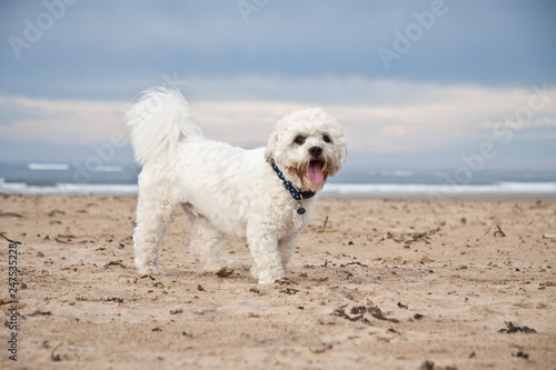Shih-tzu Poodle playing on the beach. UK © Matt Stilwell