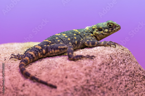 Hardun lizard basking on a rock