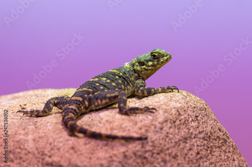 Hardun lizard basking on a rock