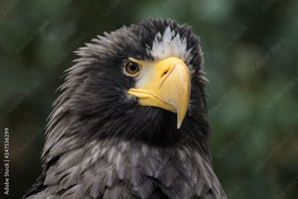Closeup portrait of a Steller's sea eagle Closeup portrait of a Steller's sea eagle