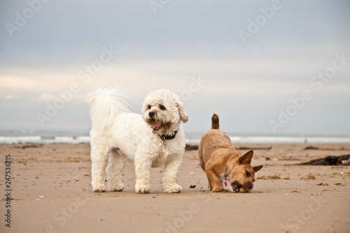 Shih-tzu Poodle and Miniature Jack Russell playing on the beach. UK.