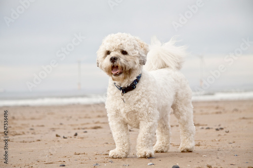 Dog enjoying the beach UK © Matt Stilwell