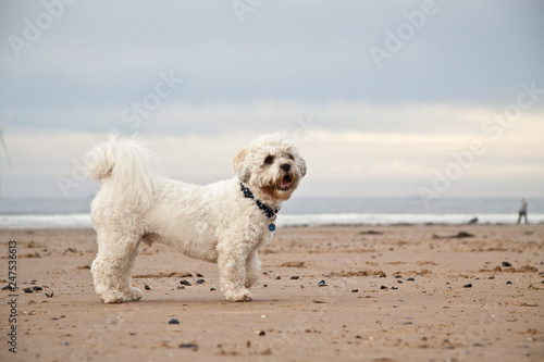 Shih-tzu poodle  on the beach.