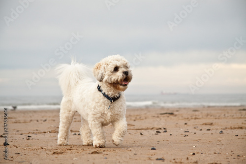 Shih-tzu poodle playing on the beach alert active