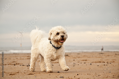 Shih-tzu Poodle playing on the beach.