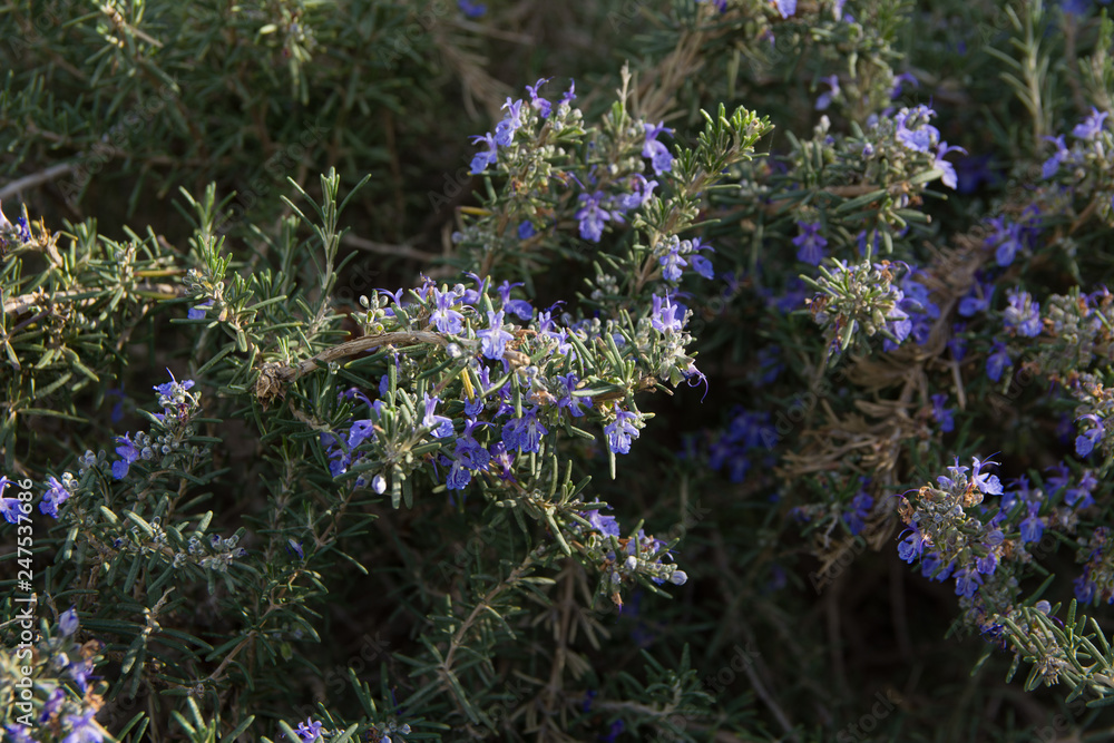 Obraz premium Bees collecting pollen from the beautiful rosemary flowers on a sunny day in the countryside. Bees making rosemary honey, food with many benefits.
