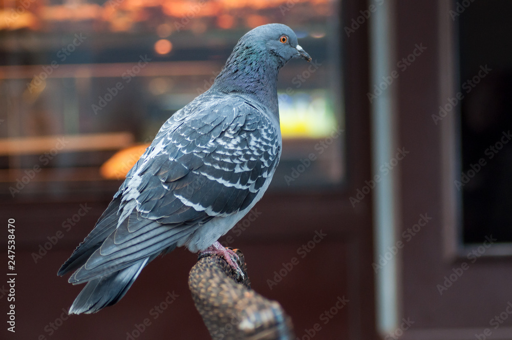 portrait of pigeon standing on chair in restaurant terrace portrait of pigeon standing on chair in restaurant terrace