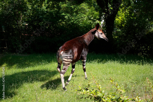 Okapi (Okapia johnstoni) Zentralafrika