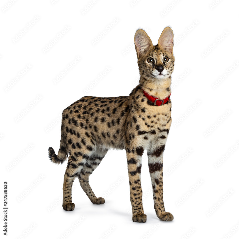 African Serval Cat Price Philippines
