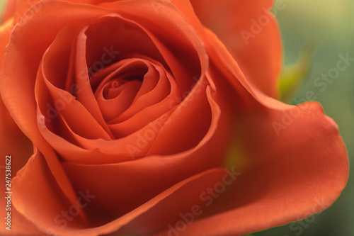 natural floral background scarlet, crimson, purple, rose closeup