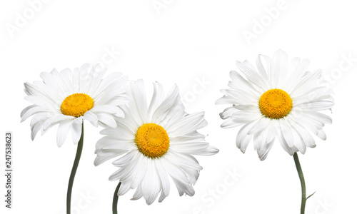  Chamomile flowers collage isolated on white background, floral design wallpaper
