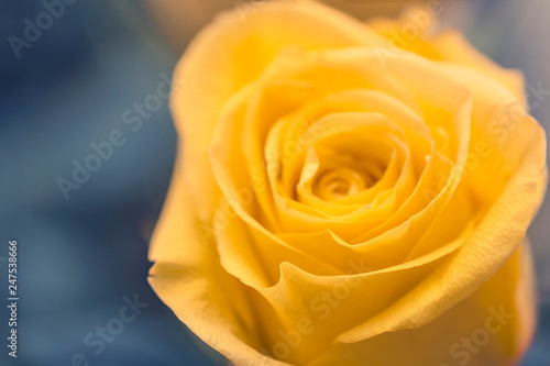 natural floral background yellow rose closeup macro