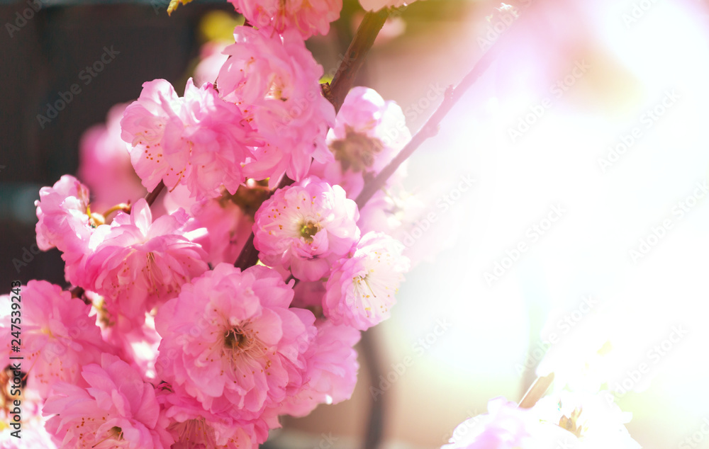 Obraz premium Blossom almond