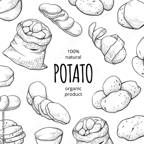 Potato drawing square banner, organic fresh food