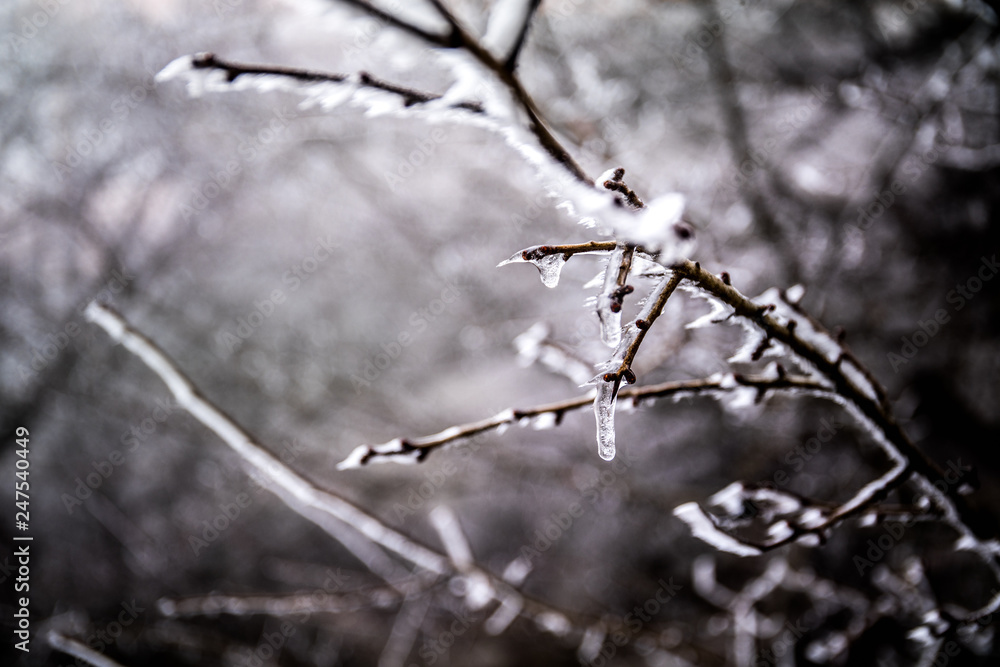 Branch covered in ice cold white frost in the winter. first frosts, cold weather, frozen water, frost and hoarfrost. Macro shot. Early winter .