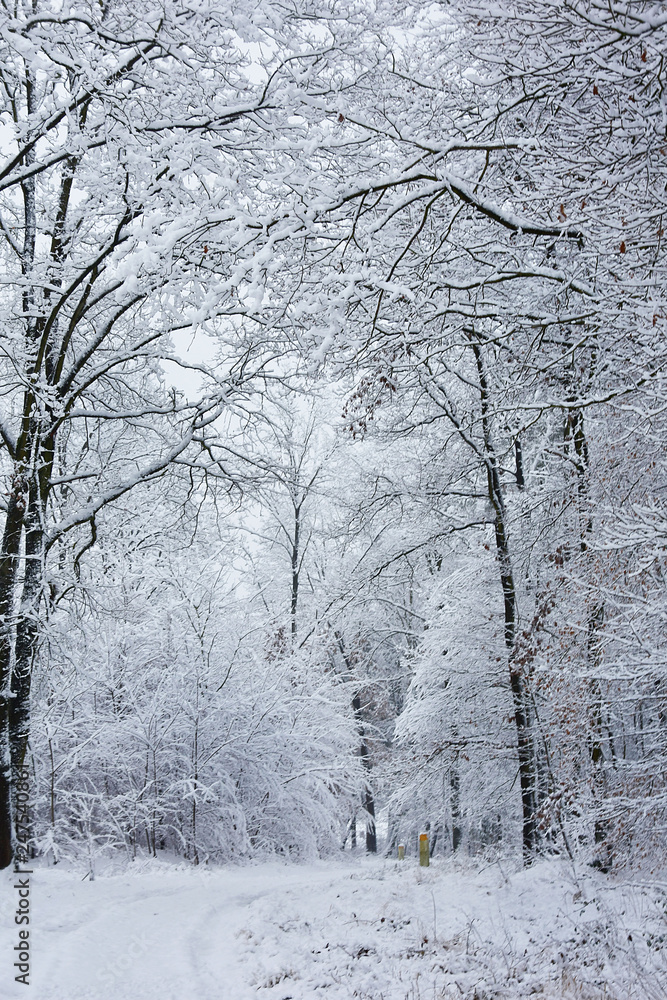 A forest in a winter robe in the morning. A forest in a winter robe in the morning.