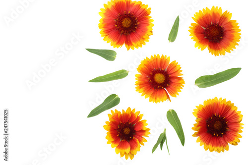 yellow flower with green leaf isolated on white background. top view © Dmytro