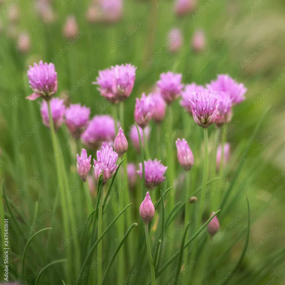 Purple Chives flower in the garden