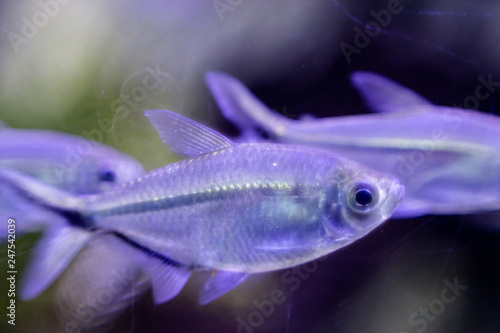 Macro photo of purple fish