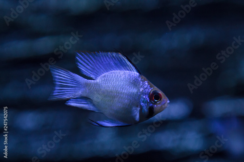 Macro photo of blue fish