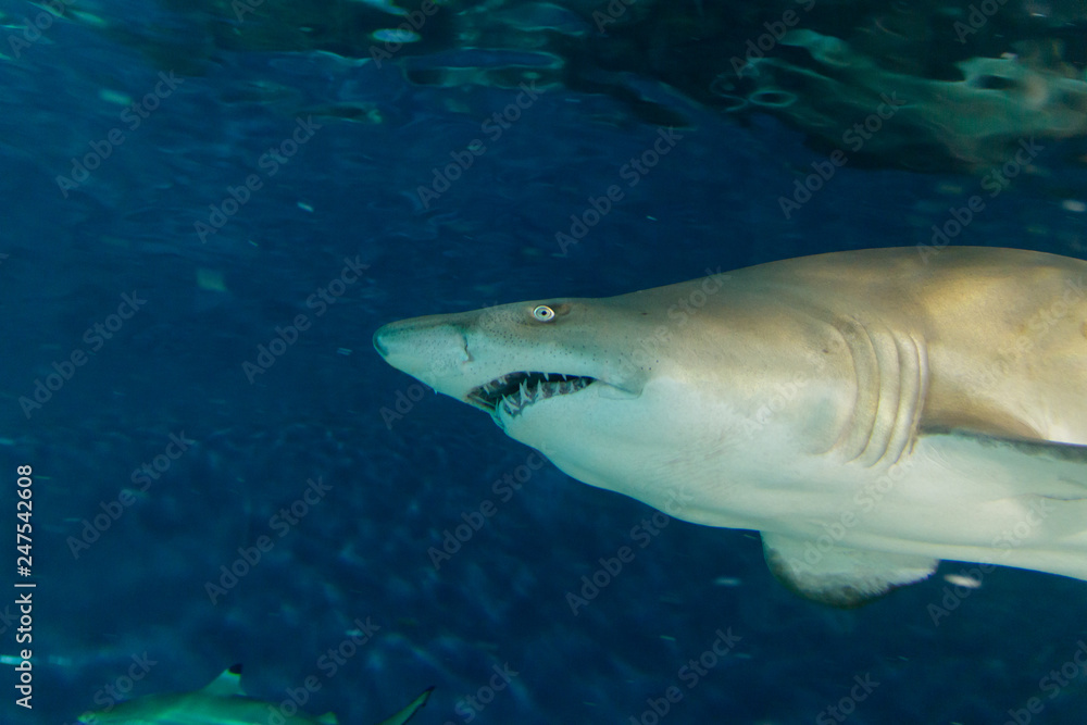 Fototapeta premium sand tiger shark in the profile view