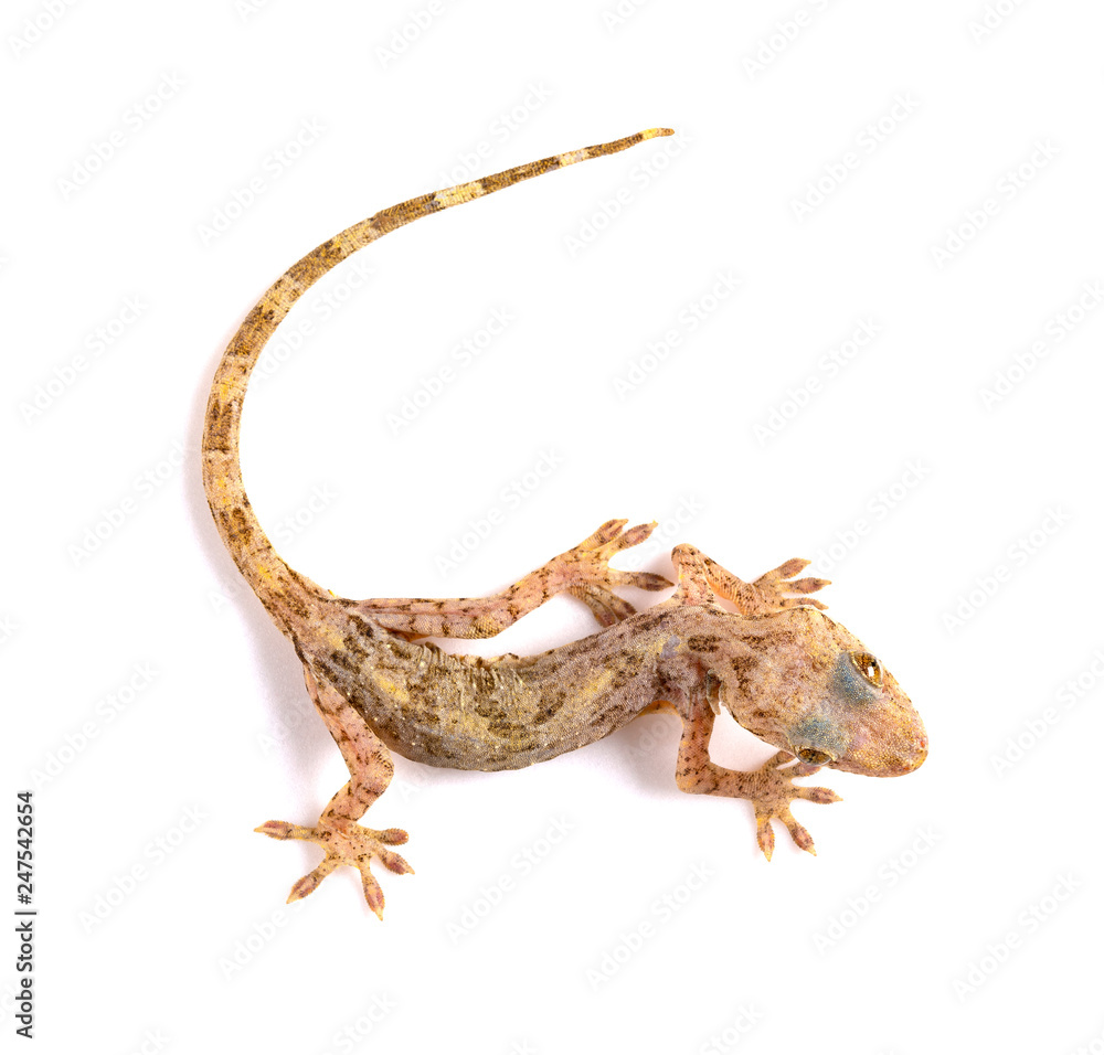 Naklejka premium lizard close up on a white background