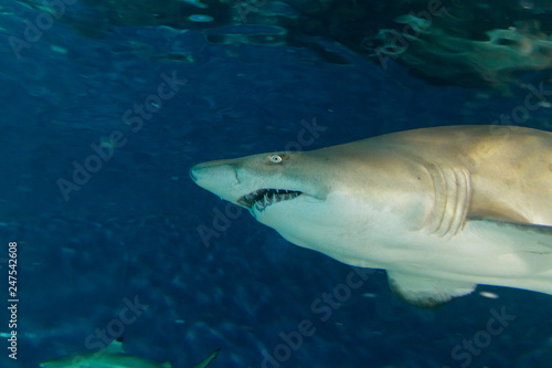sand tiger shark in the profile view