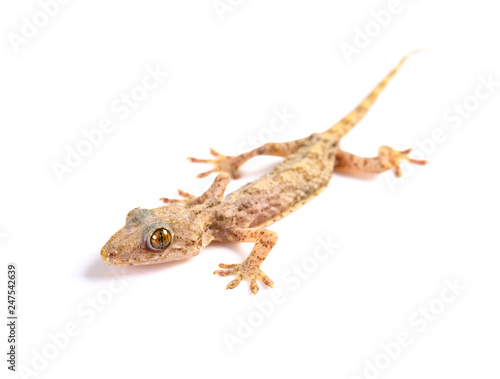 lizard close up on a white background