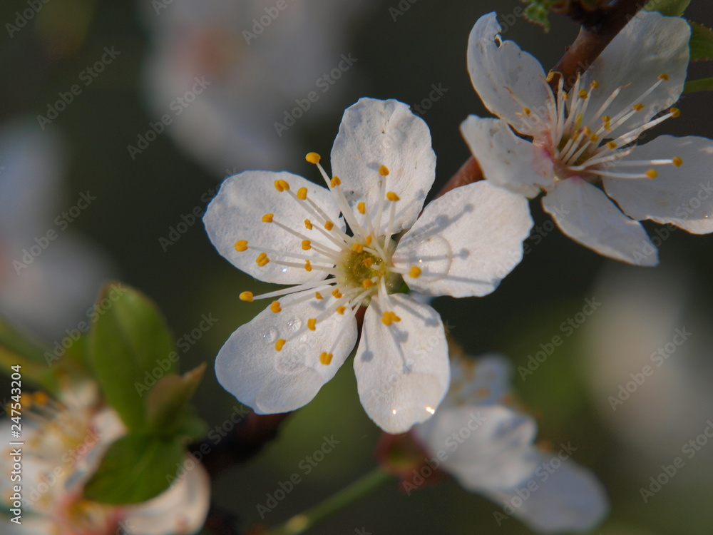 Fototapeta premium beautiful flowers of spring