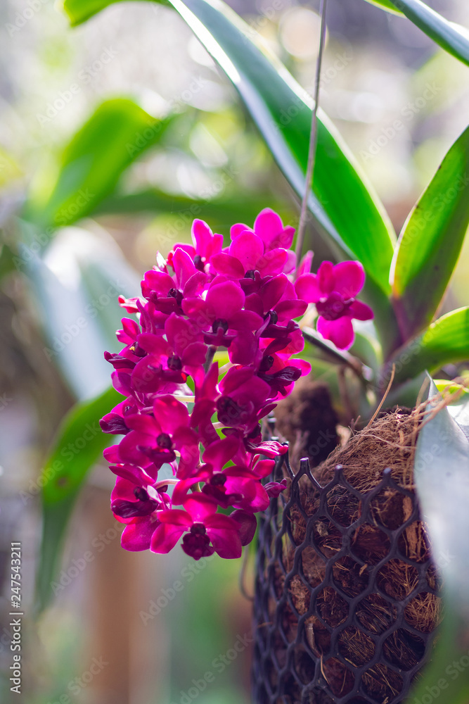 Close-up of beautiful purple orchids.