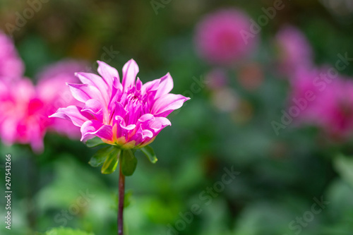 Close-up Of Beautiful Dahlia Flowers.