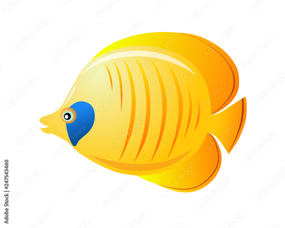Chaetodon Chaetodon