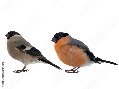 male and female bullfinch on a white