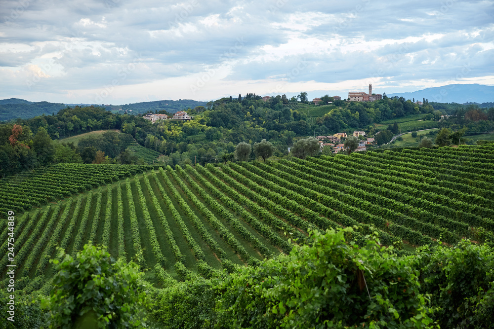 Conegliano vineyard at daylight