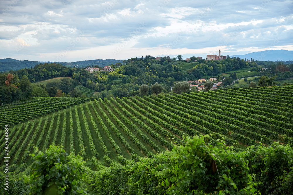 Conegliano vineyard at daylight Conegliano vineyard at daylight