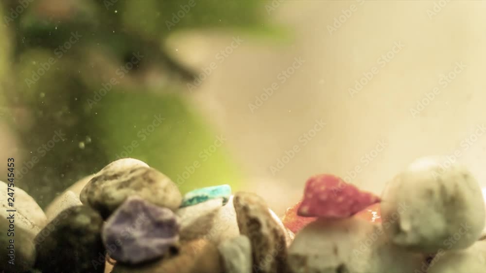 Close up scene of beautiful and colorful guppy fish swimming in aquarium tank with water plant, small dust particle flowing in water. Close up scene of beautiful and colorful guppy fish swimming in aquarium tank with water plant, small dust particle flowing in water.