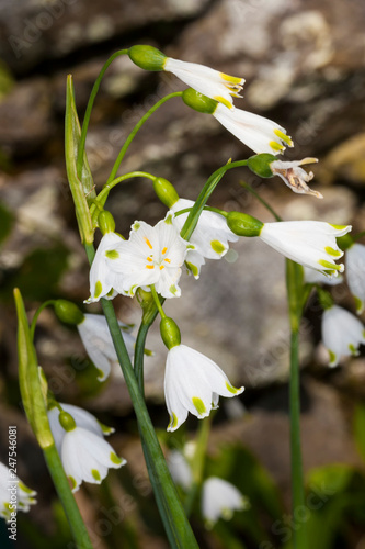 Leucojum aestivum 'Gravetye Giant' a white bell shaped spring flower bulb commomly known as  summer snowflake or Loddon lily photo