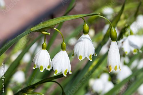 Leucojum aestivum 'Gravetye Giant' a white bell shaped spring flower bulb commomly known as  summer snowflake or Loddon lily photo