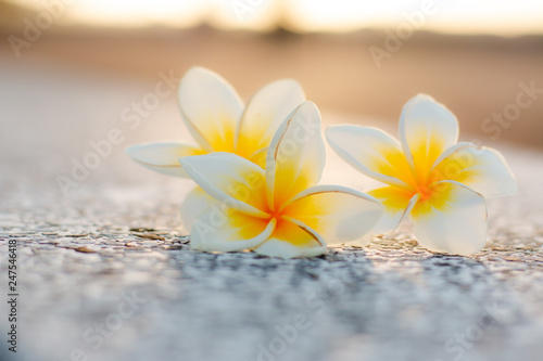 Frangipani flowers select background © Nopphol Boonthae