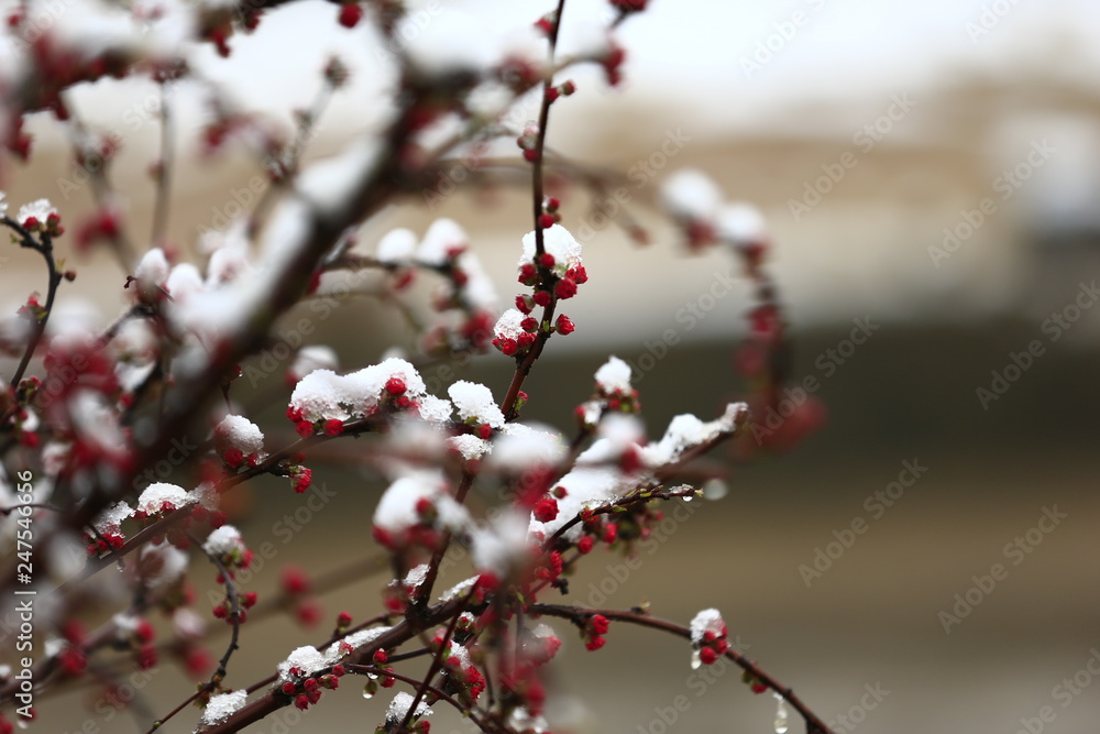 Peach blossom, the snow landscape Peach blossom, the snow landscape