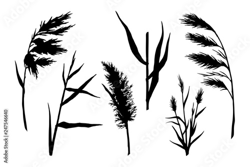 reed silhouette set