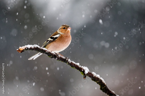 Fringuello sotto la neve © scabrn
