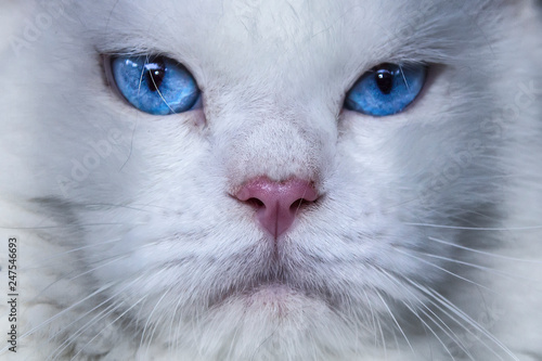 Close-up of a white cat with blue eyes