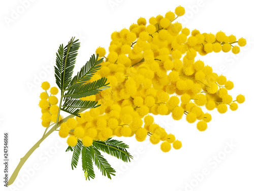 Foto Yellow mimosa branch flower. Acacia symbol of love in Italy